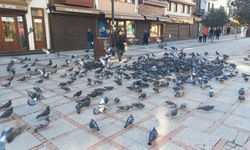 Soğukta üşüyen kuşlar için 5 kilometrelik şefkat yolculuğu