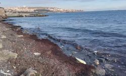 Tekirdağ'da lodosta sahili kırmızı yosunlar kapladı