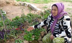 Babasının mezarındaki çiçekleri söküp uyuşturucu sakladılar
