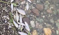 Tekirdağ Malkara’da barajda balık ölümleri tedirgin etti