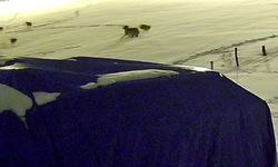 Kurtlarla dövüşen köpekten geriye postu kaldı