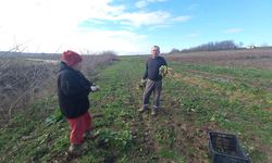 Toprağa emek, çocuklara gelecek: Karı-koca dört mevsim tarlada çalışıyor