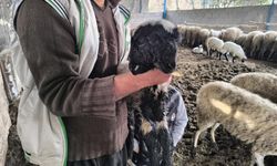 Çift başı ve 4 gözü ile doğan kuzu yaşama tutundu