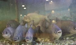 8 adet pirana balığı 12 yıldır kelle paçayla besleniyor