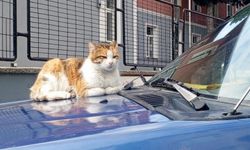 Kaput Üzerindeki Sessiz Tehlike