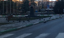 Özgürlük ve Demokrasi Meydanı’nda Güvercinler Dikkat Çekti