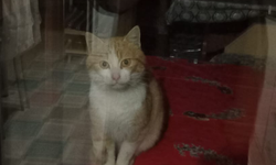 Cam Ardında Sevimli Misafir