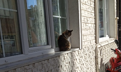 Soğuk Havada Güneşli Pencereyi Mesken Tuttu