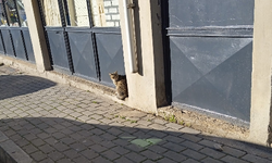 Soğuk Havada Sokak Kedisi Güneşe Sığındı