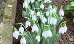 Kırklareli’nde Kardelenler Kışın Ortasında Açtı