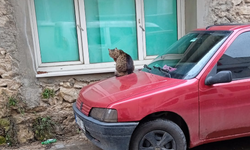 Sokak Kedisi Aracın Kaputunda Isınmaya Çalıştı