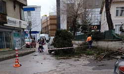 Kırklareli Belediyesi’nden Budama Çalışması