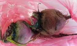 Kış Salatalarının Vazgeçilmezi Pancar İlgi Görüyor