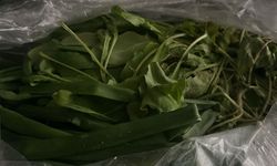 Yeşillikler Bahçeden Sofraya Geliyor