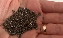 Chia Tohumuna İlgi Artıyor