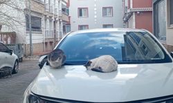 Soğuk Havada Kediler Otomobil Kaputlarına Sığındı