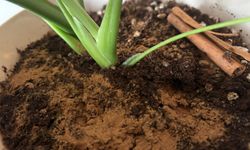 Toprak Sineğine Karşı Pratik Yöntem: Tarçın