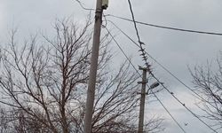 Soğuk Havada Elektrik Telleri Kuşların Durağı Oldu