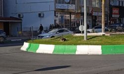 Soğuk Havada Sokak Köpeği Güneşte Isınmaya Çalıştı