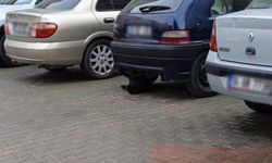 Soğuk Kış Günlerinde Sokak Hayvanları Unutulmuyor