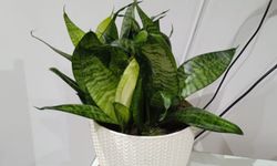 Paşa Kılıcı Kırklareli’nde Ev ve Ofislerin Gözdesi