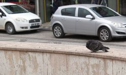 Soğuk Hava Güvercinleri Hareketsiz Bıraktı