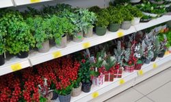 Kırklareli’nde Yapay Süs Bitkilerine İlgi Artıyor
