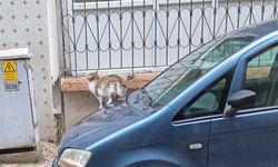 Kaput Üzerindeki Kedi İlgi Çekti