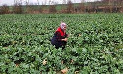 Babaeski’de Kanola Tarlalarına Teknik İnceleme