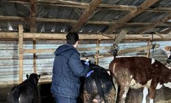 Büyükbaş Hayvanlarda Aşılama ve Kontrol Çalışmaları Sürüyor