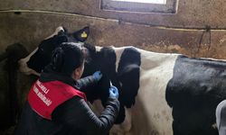 Kırklareli’nde Şap Aşılama Programı Sürüyor