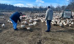 Pınarhisar’da Kanatlı İşletmelere Düzenli Denetim