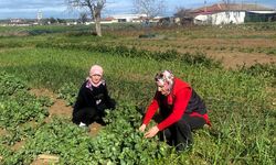 Kadın Çiftçiye Tarımsal Saha Ziyareti