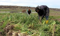 Lüleburgaz’da Pırasa Hasadı Denetim Altında Yapılıyor