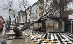 Muratlı’da ağaç kahvehanenin çatısına devrildi