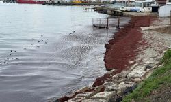 Poyraz sahili kırmızıya boyadı