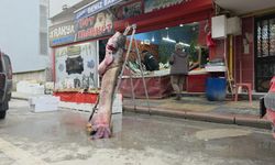 Taşkın dev balığı kıyıya attı: 102 kilo, 2.40 metre