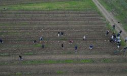 Tekirdağ’da bağ budama yarışması