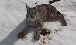 Yaralı vaşağı gören tır şoförü ‘İnsanlık ölmemiş’ dedirtti