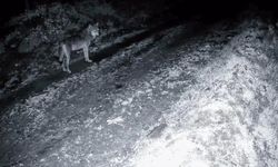Tekirdağ’da ormanda kurt ve iki karaca görüntülendi
