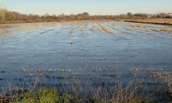 Taşkın sularının kapladığı tarım arazileri buz tuttu