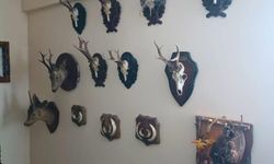 Tekirdağ'da yaban hayvanlarına ait 40 adet tahnit ve trofe ele geçirildi