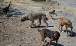 Başıboş köpekler tehlike saçıyor