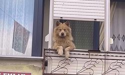 Balkondaki sevimli köpek herkesi gülümsetiyor