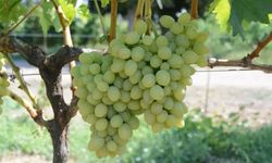 Tekirdağ'da "Günışığı" üzümü tescillendi