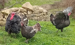 Kırklareli Kırsalında Hindi Yetiştiriciliği Sürüyor