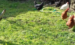 Kırklareli’nde Bahçelerde Tavuk Besleme Yaygınlaşıyor