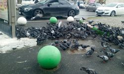 Güvercinler Yağmura Aldırış Etmedi