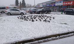 Güvercinler Yem Bırakılan Alanda Toplandı