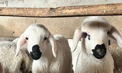 Kuzuların Sevimliliği Gülümsetiyor